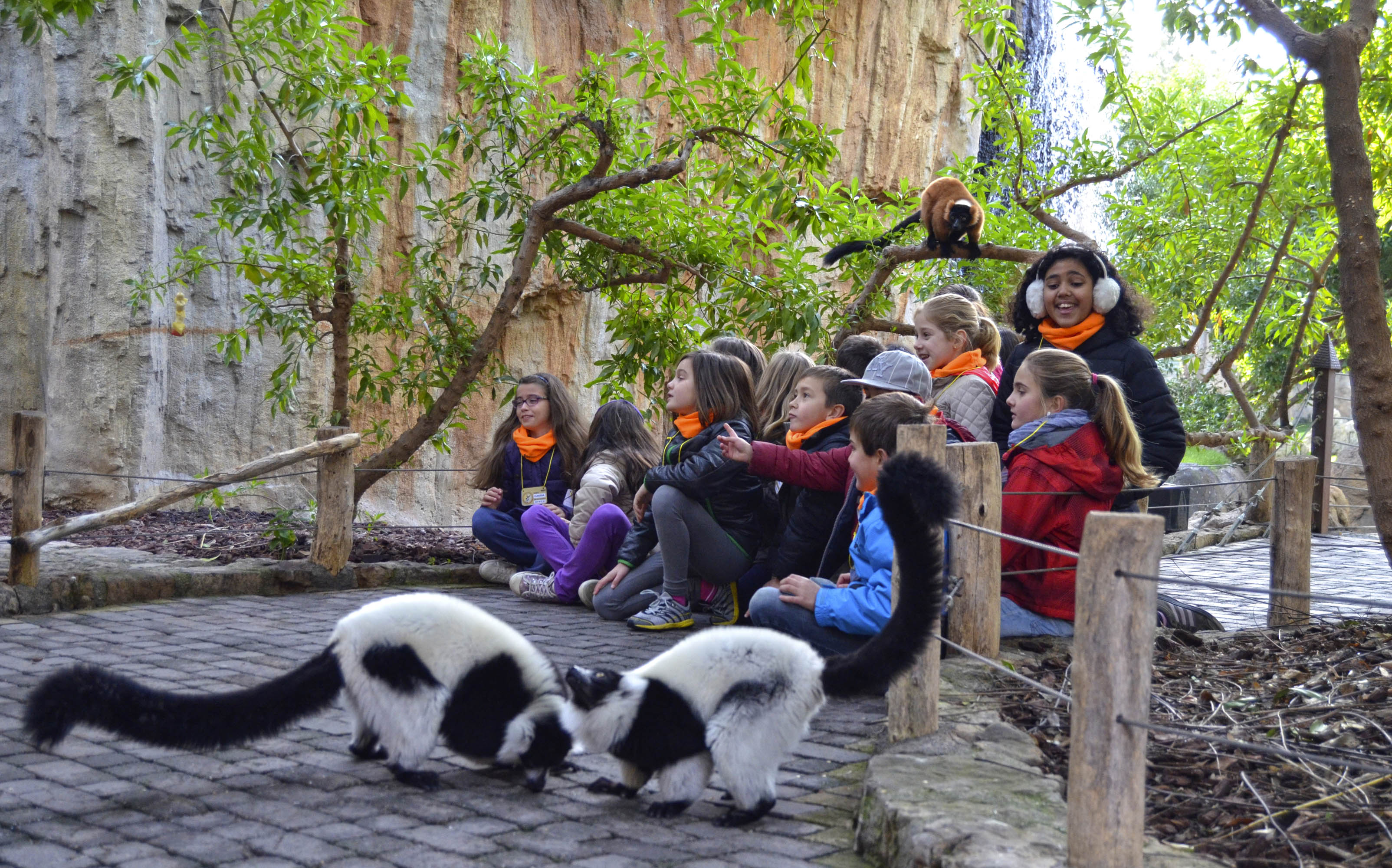 Niños y niñas de Expedición África observando a los lémures - Navidad en Bioparc Valencia - 2014