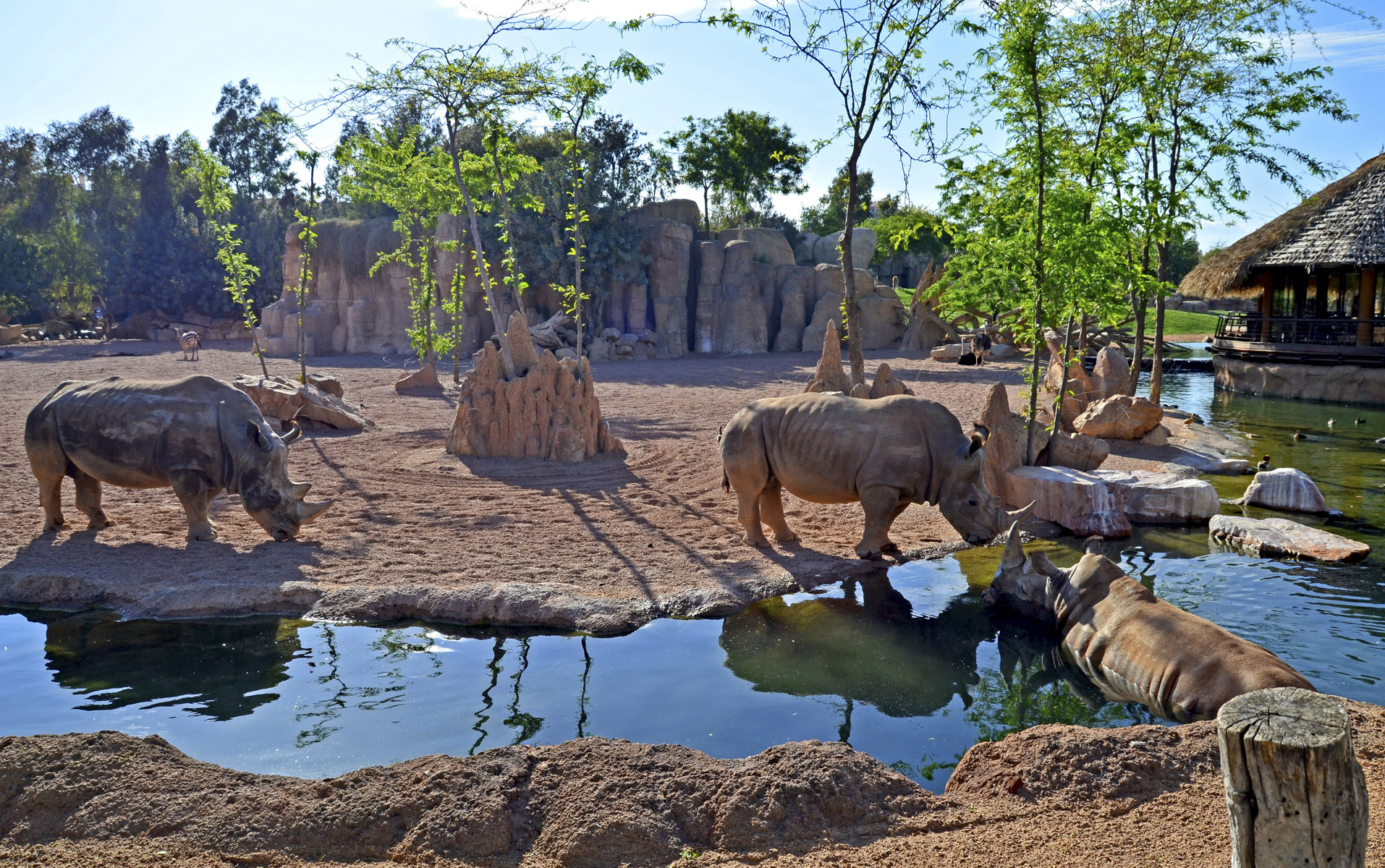 Rinocerontes refrescándose en la ría de la Sabana africana - Bioparc Valencia bj